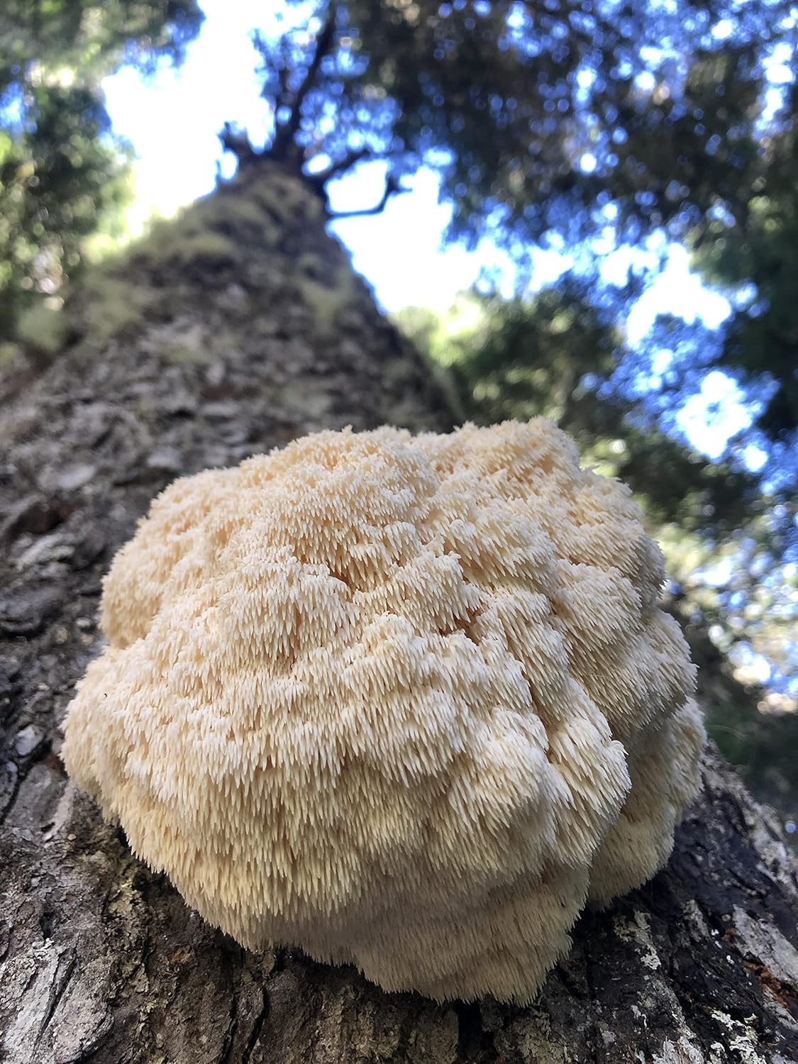 Wilderness Poets Organic Lion's Mane Mushroom Powder - California Grown 99g