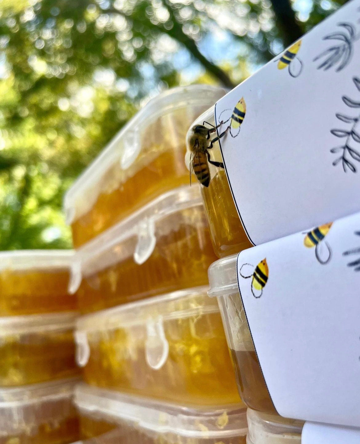 Leeuwkuil Premium Organic Wildflower Honeycomb 300g