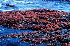 VitaminSea Irish Moss Flakes