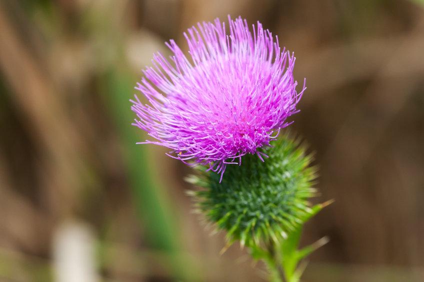 Vimergy Organic Milk Thistle 20:1