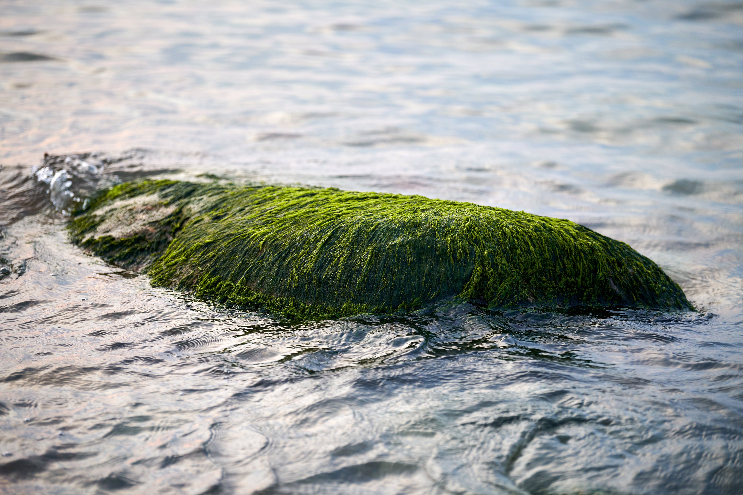 Sea Moss Gel: Unlocking the Secrets of Nature's Wellness Marvel