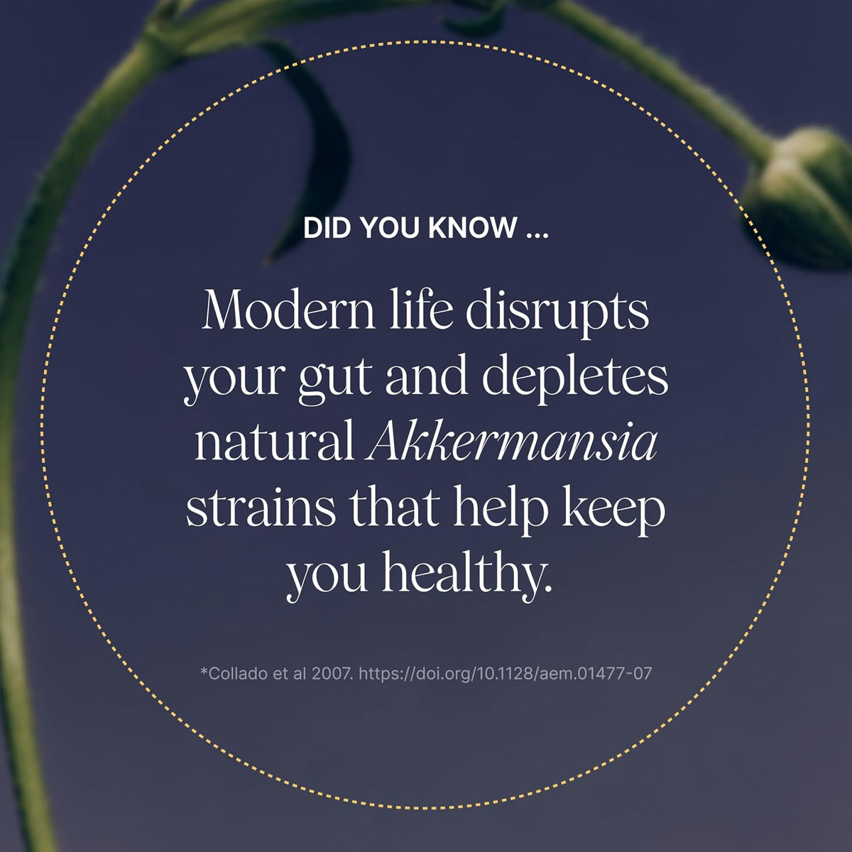 Pendulum Akkermansia (30 Day Supply)