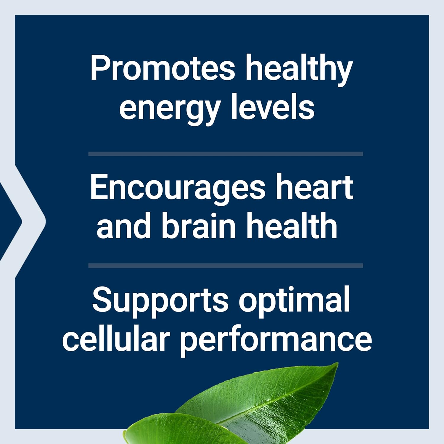 Life Extension L-Carnitine 500mg 30 Capsules
