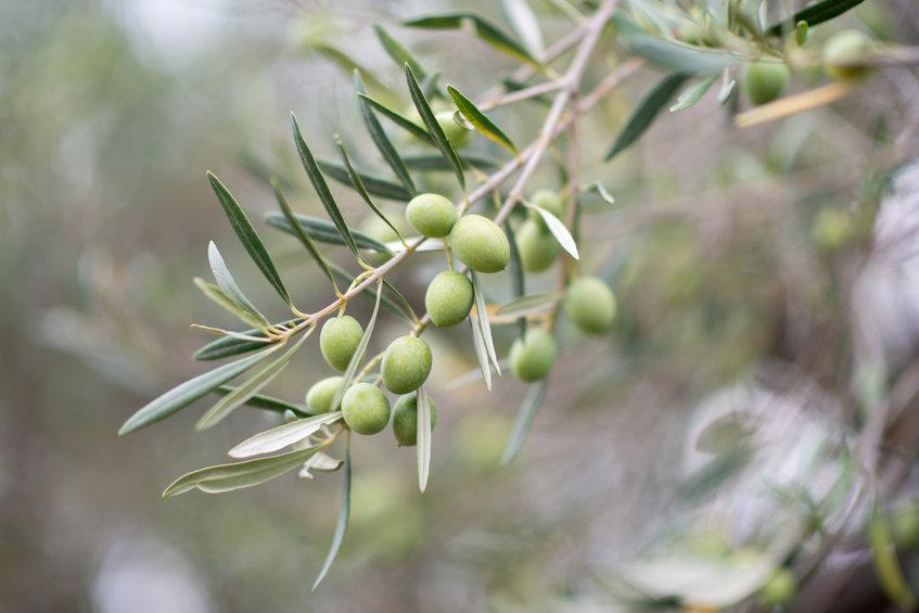Vimergy Organic Olive Leaf 10:1